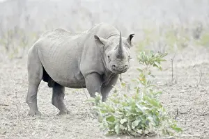 Lipped: Black Rhinoceros (Diceros bicornis) standing on