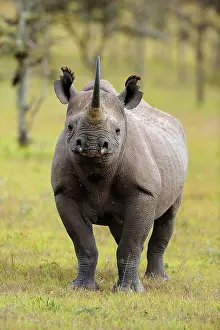 Preserves: Black Rhinoceros (Diceros bicornis), Sweetwater