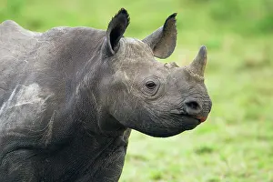 Sideview: Black Rhinoceros (Diceros bicornis) young animal