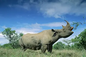 Prehensile: Black Rhinoceros - feeding, using prehensile upper lip
