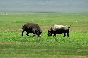 Prior: Black Rhinoceros - female aggressive to male prior to mating