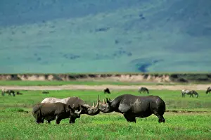 Oestrus: Black Rhinoceros - female in oestrus, her 19-month-old