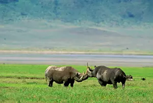Oestrus: Black Rhinoceros - female in oestrus her 19-month-old