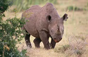 Ingrid Van Den Berg: Black Rhinoceros - on grass