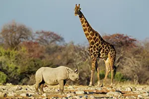 Bicornis: Black Rhinoceros / Hook-lipped Rhino - male with