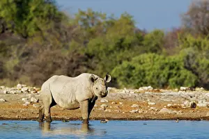 Lipped: Black Rhinoceros / Hook-lipped Rhino - male at waterhole