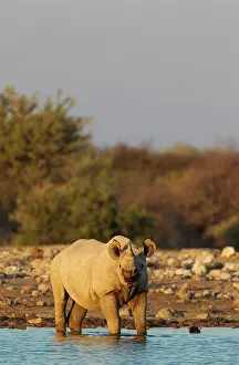 Lipped: Black Rhinoceros / Hook-lipped Rhino - male at waterhole