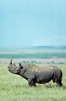Grimace: Black Rhinoceros / Hook-lipped Rhinoceros - bull
