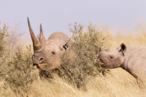 Hook: Black rhinoceros or hook-lipped rhinoceros (Diceros