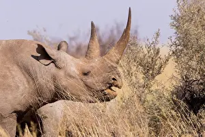 Hook: Black rhinoceros or hook-lipped rhinoceros (Diceros