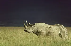 Endagered: Black Rhinoceros / Hook-lipped Rhinoceros - female