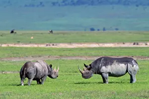 Oestrus: Black Rhinoceros - male & female in oestrus - play-fight
