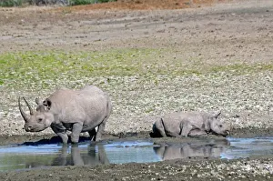 Wallowing: Black Rhinoceros - mother and calf wallowing in