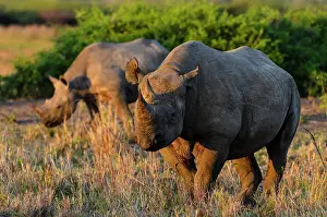 Savannahs: Black rhinoceros (rhino) or hook-lipped rhinoceros