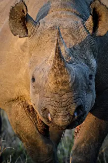 Bicornis: Black rhinoceros (rhino) or hook-lipped rhinoceros
