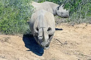 Combat: Black Rhinoceros - showing head-low (combat) posture