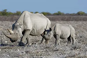 Rhinoceroses: Black rhinoceroses (Diceros bicornis), adult female