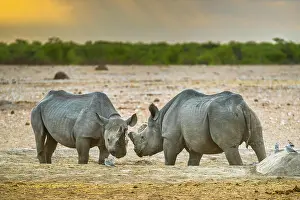Bicornis: Two black rhinoceroses (Diceros bicornis) in the