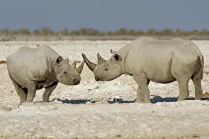 Kunene: Black rhinoceroses (Diceros bicornis), two adults