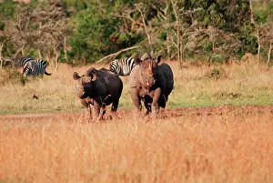 Bicornis: Two Black Rhinoceroses (Diceros bicornis), Samburu