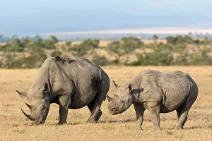 Bicornis: Black rhinoceroses (Diceros bicornis), ungulates
