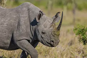 Rhinoceroses: Black Rhinocerous / Hook-lipped Rhino