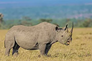Rhinoceroses: Black Rhinocerous / Hook-lipped Rhino feeding