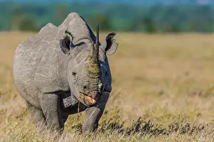 Rhinoceroses: Black Rhinocerous / Hook-lipped Rhino feeding