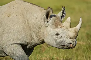 Rhinocerus: A Black Rhinocerus, a critically endangerd