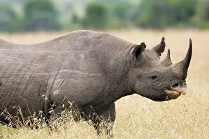 Black Rhinocerus, a Critically Endangered