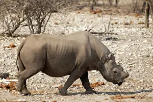 Bicornis: Black rhinos are Critically Endangered. Conservationists in