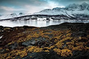 Gloomy: Black rocky coast with overgrown rocks, bay in the