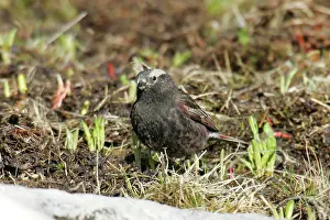 Atrata: Black Rosy-Finch