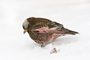 Atrata: Black Rosy-Finch