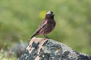 Rosy: Black Rosy-Finch, Leucosticte atrata, in alpine habitat in n