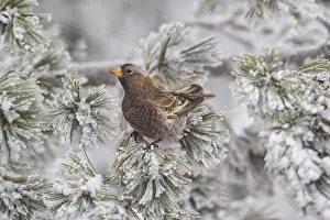 Atrata: Black Rosy-Finch - Leucosticte atrata in snow and
