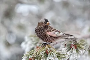 Rosy: Black Rosy-Finch - in winter snow and frost