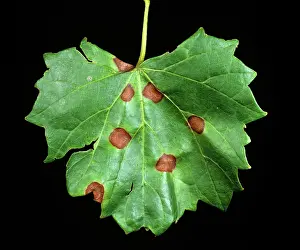 Vinifera: Black rot of grape