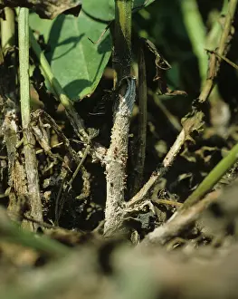 Infected: Black Rot on Peanut plant stem