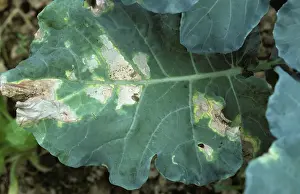 Campestris: Black Rot (Xanthomonas campestris)