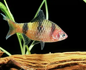 Barb: Black Ruby Barb Fish - Female. Freshwater Aquarium Fish