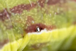 211119: Black rustic moth larva showing spiracles - Norfolk