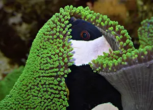 Backs: Black Saddle Back / Saddleback Clownfish / Anemone Fish