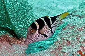 Valentini: Black-saddled Puffer