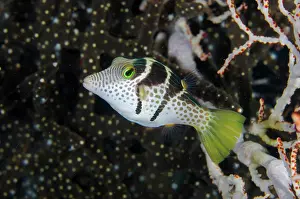 Jemeluk: Black-saddled Toby - Jemeluk Bay dive site, Amed