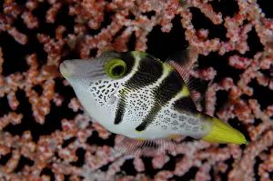 Pufferfish: Black-saddled Toby by sea fan - Sahaung Pinnacle