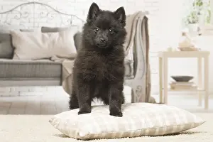 Schipperkes: Black Schipperke puppy indoors