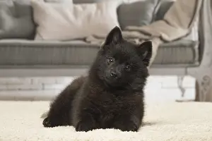Schipperkes: Black Schipperke puppy indoors