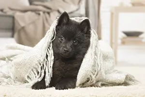 Schipperkes: Black Schipperke puppy indoors