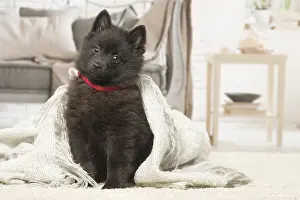 Schipperkes: Black Schipperke puppy indoors